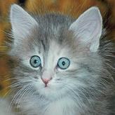 Sibirische Katze Hrowena von der Gronau